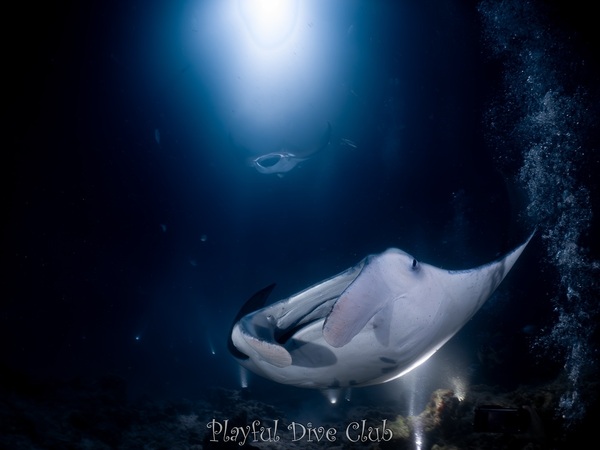 馬爾地夫四方線 夜潛MANTA