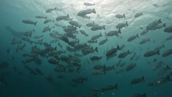 Manta feeding in palau
