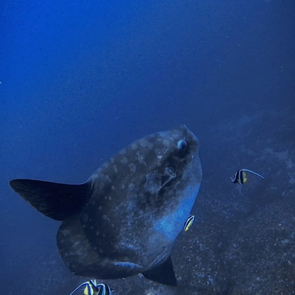 峇里島追尋夢幻的MOLA MOLA in Nusa Penida 2025
