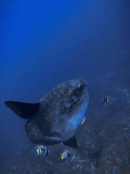 峇里島追尋夢幻的MOLA MOLA in Nusa Penida 2025