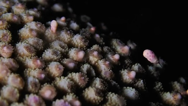 島氮小學堂 – 關於珊瑚產卵