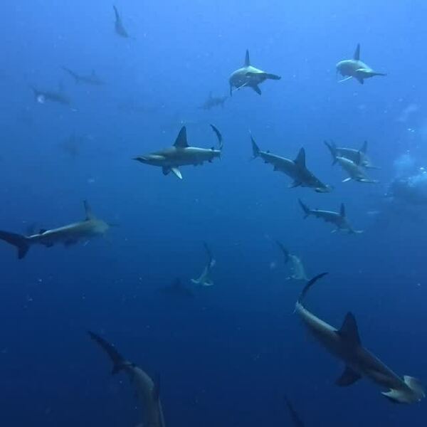 Dive Safari in JAPAN 2025.7