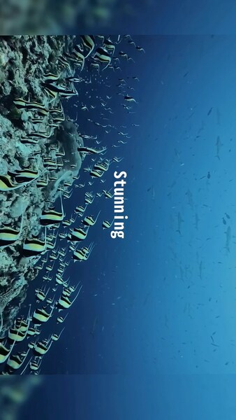 帛琉red snapper spawning2025.3.8