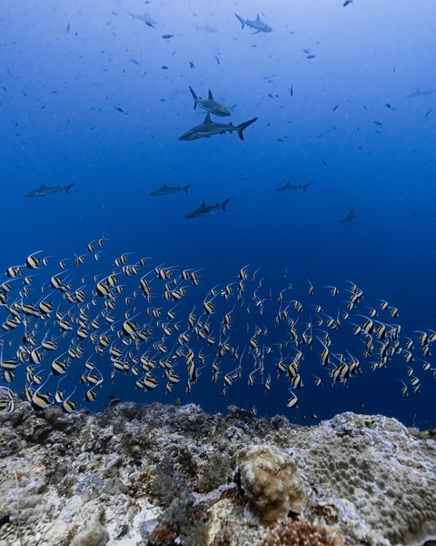 帛琉紅鯛交配2025.3.8