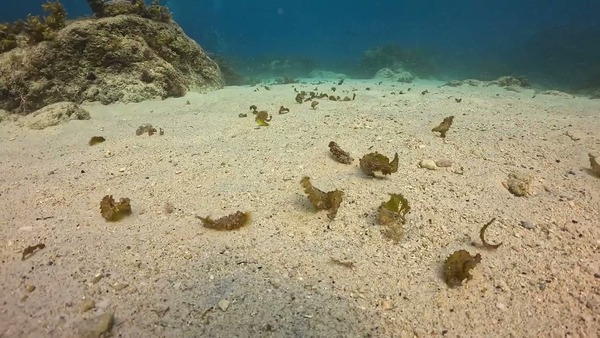 安納地頸鰭魚的幼魚 小琉球 水肺岸潛 生物小知識 生物辨認