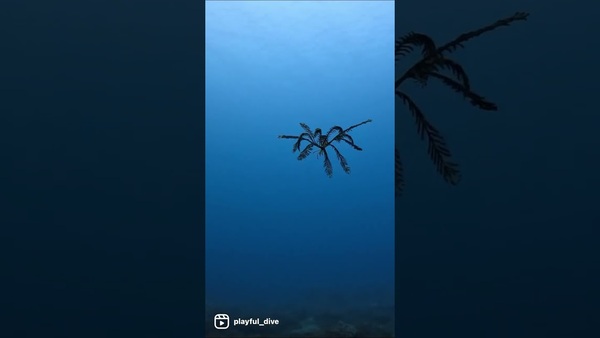 海百合篇sea lily 是動物不是植物喔