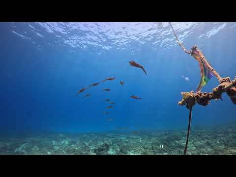 小軟絲 小琉球 衫福漁港 季節限定 岸潛 水肺