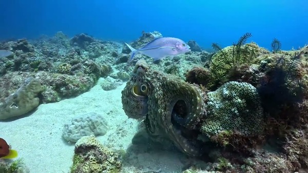 阿章哥與他的新朋友藍鰭鲹