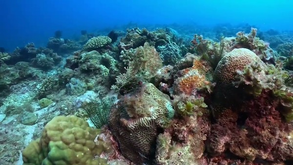 花枝偽裝海草大概有87分像