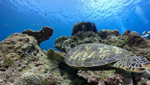 螢幕保護程式之海龜發呆 歡迎放入輪播清單