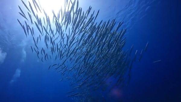 梭魚群 魚群鋪天蓋地而來 小琉球潛水有夠狂 水推潛水 DPV 水下推進器