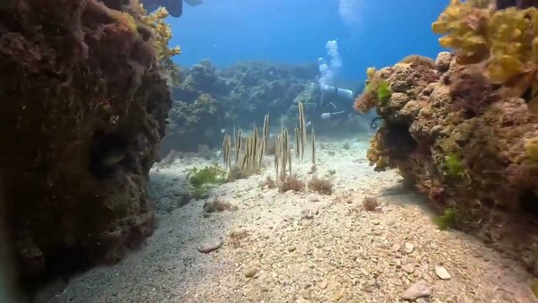 剃刀魚 razor fish 條紋蝦魚 小琉球 水肺潛水