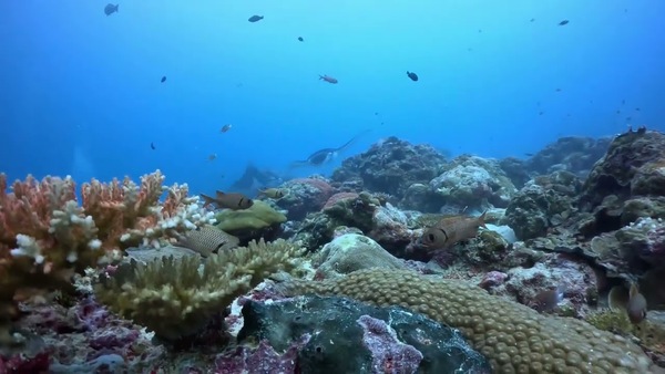 Manta cleaning station in palau 德國水道