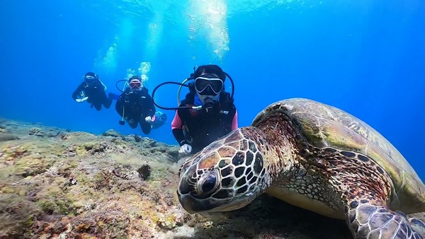 小琉球 島氮潛水 海龜進食中