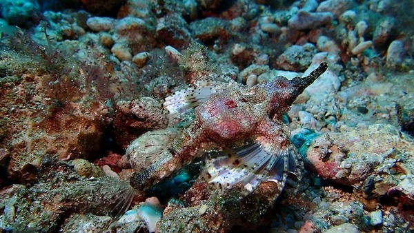 小琉球 岸潛 寬海蛾