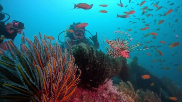  鋼鐵礁 水下30米 滿滿的金花鱸 高級潛點