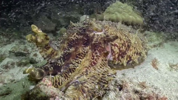 巨大化花枝 小琉球 夜潛 cuttle fish night dive in xiaoliuqiu