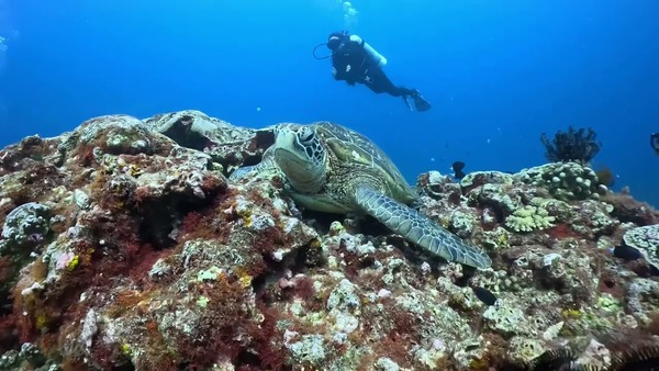 龜島 海龜休息站 清潔站 海龜天堂 綠蠵龜保育 島氮潛水