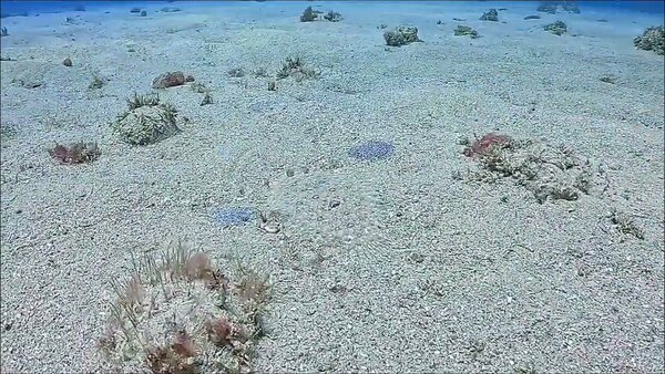 比目魚 沙地上的隱身忍者 小琉球潛水 你發現了嗎