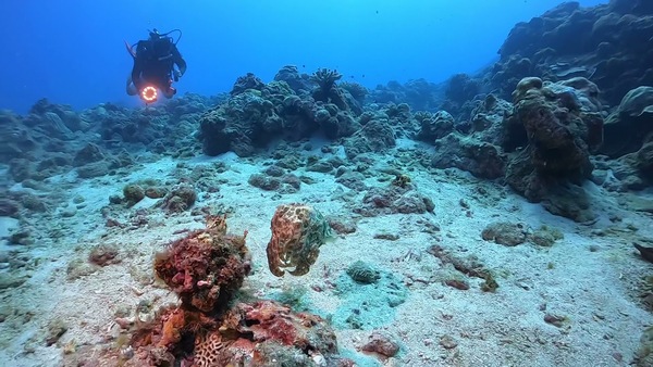 杉福漁港 岸潛 花枝