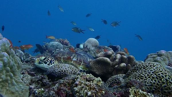 小琉球 海龜花園 岸潛
