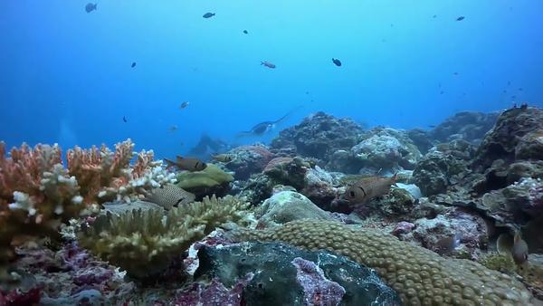 Manta cleaning station in palau 德國水道