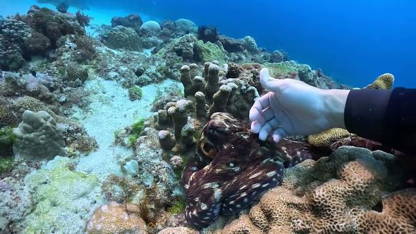 我的章魚老師 第一次的連結