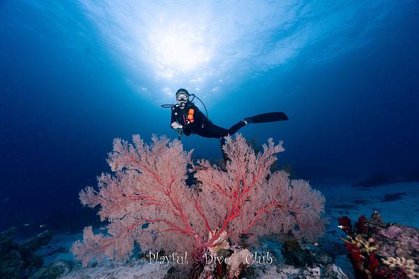 泰國斯米蘭船宿紀錄2025.12.20-25