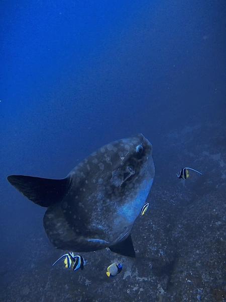 峇里島追尋夢幻的MOLA MOLA in Nusa Penida 2025