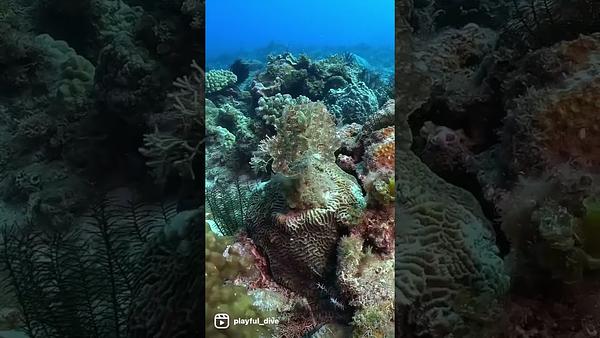 你有仔細看過野生花枝的眼睛長怎樣嗎