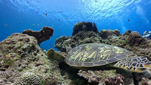 螢幕保護程式之海龜發呆 歡迎放入輪播清單