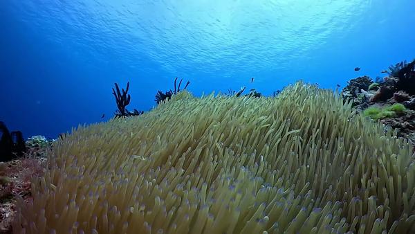 螢幕保護程式之海葵 歡迎放入輪播清單