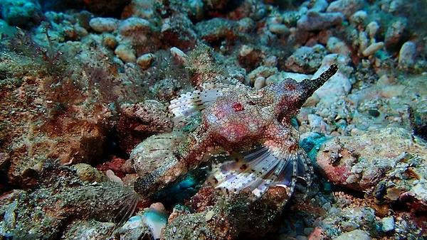 小琉球 岸潛 寬海蛾