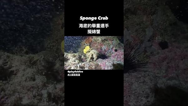 《島氮小學堂 - 擬綿蟹Sponge Crab》