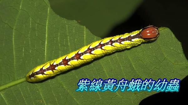 2015-01-16漢聲廣播電台：富陽生態公園夜間觀察 盧紹榮 ‬‬專訪