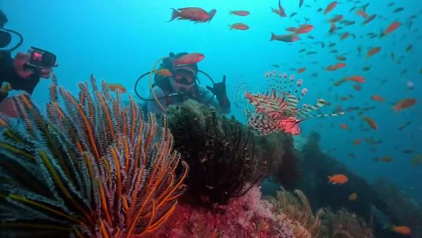  鋼鐵礁 水下30米 滿滿的金花鱸 高級潛點