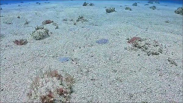 比目魚 沙地上的隱身忍者 小琉球潛水 你發現了嗎