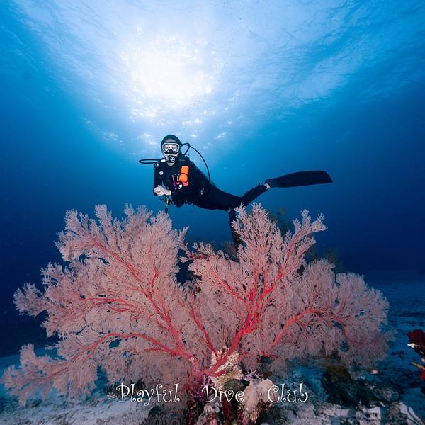 泰國斯米蘭船宿紀錄2025.12.20-25