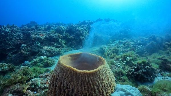 桶狀海綿怎麼繁殖？