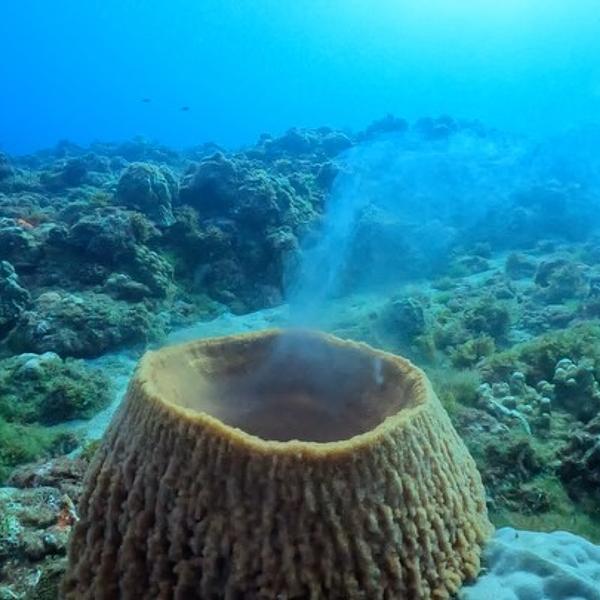 桶狀海綿怎麼繁殖？