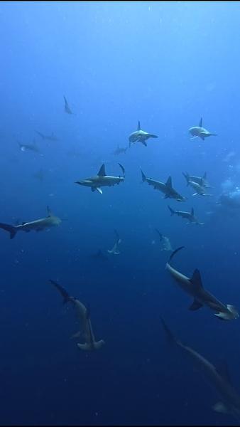 Dive Safari in JAPAN 2025.7