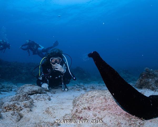 海參的直立行為大解密 