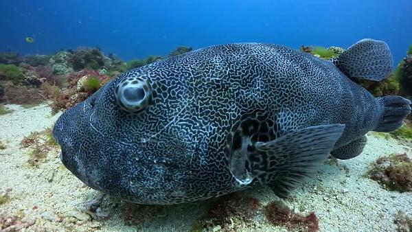 輻紋叉鼻魨 河魨 小琉球潛水 puffer fish