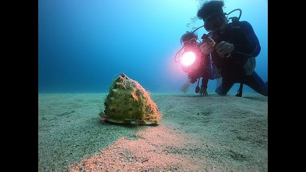 小琉球 岸潛 唐冠螺