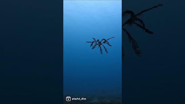 海百合篇sea lily 是動物不是植物喔