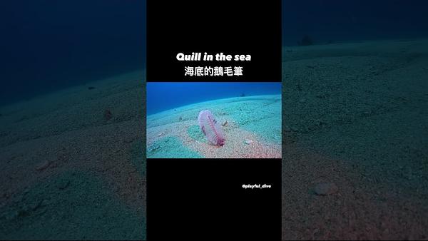 《島氮小學堂 - 海洋中的鵝毛筆》