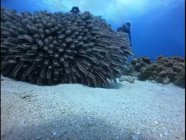 小琉球 鰻鯰 沙毛