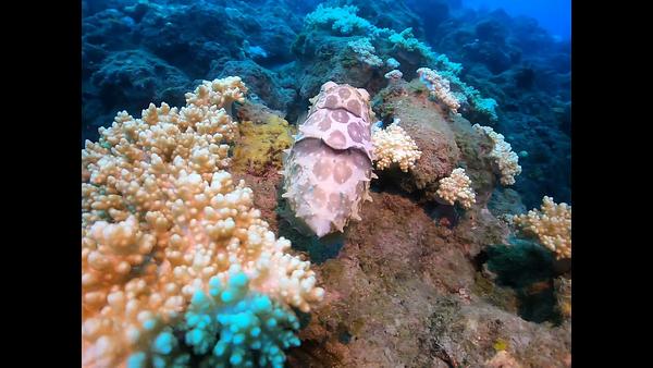 小琉球 花枝軟絲