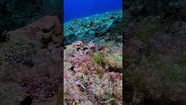 釉彩蠟膜蝦@小琉球 神奇的稀有種