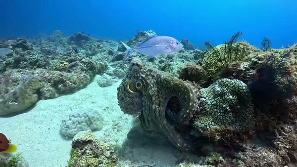 阿章哥與他的新朋友藍鰭鲹